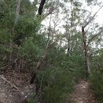Lawsons Lookout track