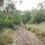 Trail down the hill to Nepean River