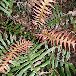 Ferns beside track to Martins Lookout