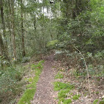 Moss lining track