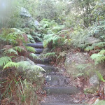 Glenbrook Gorge Track steps