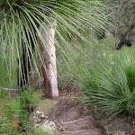 Bushland surrounds the steps to Blue Pool