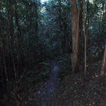 Track through dense forest