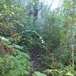 Track through deep foliage
