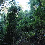 Canopy in the bush