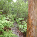 Victory Track through the ferns