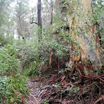 Gum tree near Erskine creek