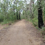 Along Nepean Lookout management trail