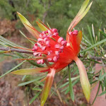 Lambertia formosa (Mountain Devils) are great in spring