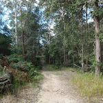 Tall forest in the Berowra Valley Regional Park