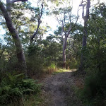 Ferns and forest on the Blackwattle trail