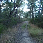 Blackwattle trail near Appletree Drive