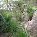 Grasstrees near Callicoma Caves
