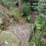 Well formed steps on the Callicoma Walk