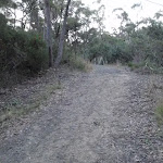 Management trail near the Jungo