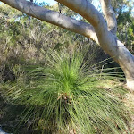 Grasstrees and gums