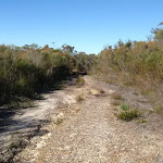 Dense, low heath vegetation along the Salvation Loop track