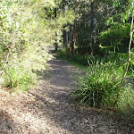 Meandering bush track