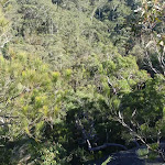 Looking down from Elouera lookout
