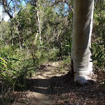 Bush track near Mt Olive