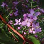 Boronia Pinnata wildflowers in Popran National Park
