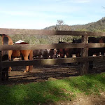 Horses at Glenworth Valley