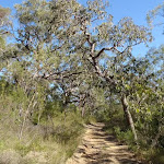 The trail along Finchs Line