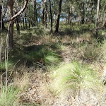 Tussock grass along Finchs Line