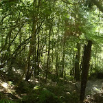 example of forest in the area