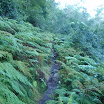 Ferns surrounding Finchs Line road