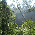 The Rainforest Lookout