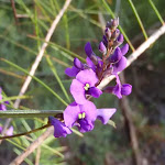 False Sarsparilla (Hardenbergia Violacea) adds a splash of colour July-October