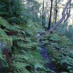 Narrow track through nice ferns