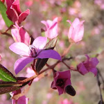 Pink Boronia wildflowers in spring