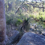 View point of the creek and surrounding bush