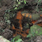 A trough in Kobardo Brook