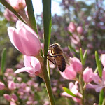 Eriostemon australasius (Pink Wax Flower) and bee