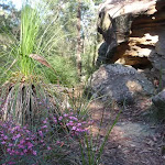 Walking past grass tree and rock formations
