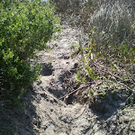 Sandy track, near La Perouse