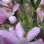 Eriostemon australasius (Pink Wax Flower) in spring