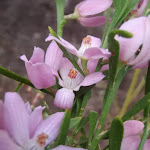 Eriostemon australasius (Pink Wax Flower)
