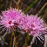 Heath Kunzea flowers (Kunzea capitata)