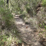 Track south of Piles Creek and Girrakool
