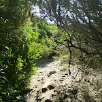 Track near Maroubra