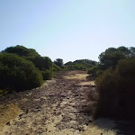 Track near Anzac Rifle Range, Maroubra
