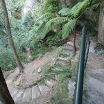 Steps in a fern tree filled valley