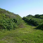 Grassy track near Maroubra Bay