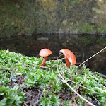 Fungus in water trough