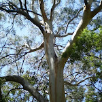 Towering gums on the Banks-Solander Trail
