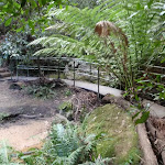 Ferns near Pool of Siloam